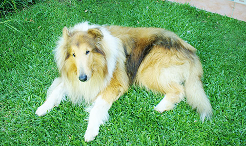 Bahiana de Robles